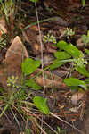 Blue Ridge carrionflower